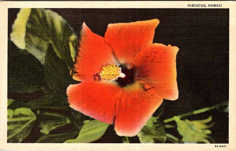 Postcard NATURE SCENE State of Hawaii HI AN0290