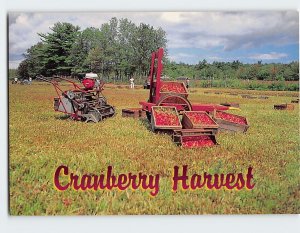 Postcard Dry Harvesting Cranberries Cape Cod Massachusetts USA