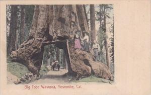 Big Tree Wawona Yosemite California 1906