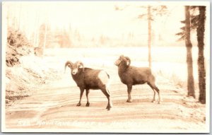 Mountain Bighorn Sheep Large Horn Native Animals Real Photo RPPC Postcard