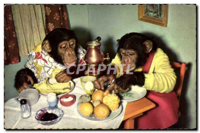 Postcard Modern Monkey