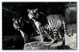 The Chicago Zoological Park Western Tigers Brookfield IL RPPC Photo Postcard