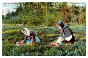 Antique Picking Cranberries, Fruit Production, Cape Cod, MA Postcard