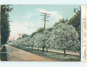 Pre-1907 STREET SCENE Rochester New York NY A0061