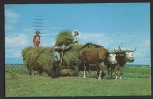 Canada Western Nova Scotia Haymaking with Oxen pm1961 ~ Chrome