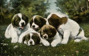 Saint Bernard Puppies