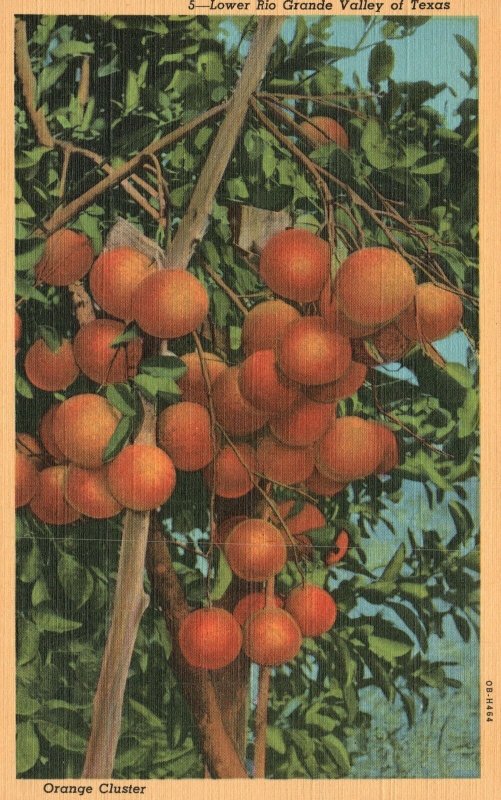 Vintage Postcard Lower Rio Grande Valley Of Texas Orange Cluster America's Best 