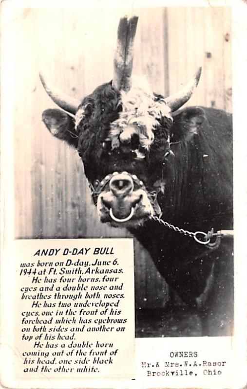 Andy D-Day Bull, Has 4 Horns Brookville, Ohio USA Writing on back crease left...