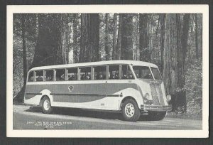 Ca 1944 PPC* CALIF GRAY LINE BUS AT MUIR WOODS PHOTO TYPE CARD
