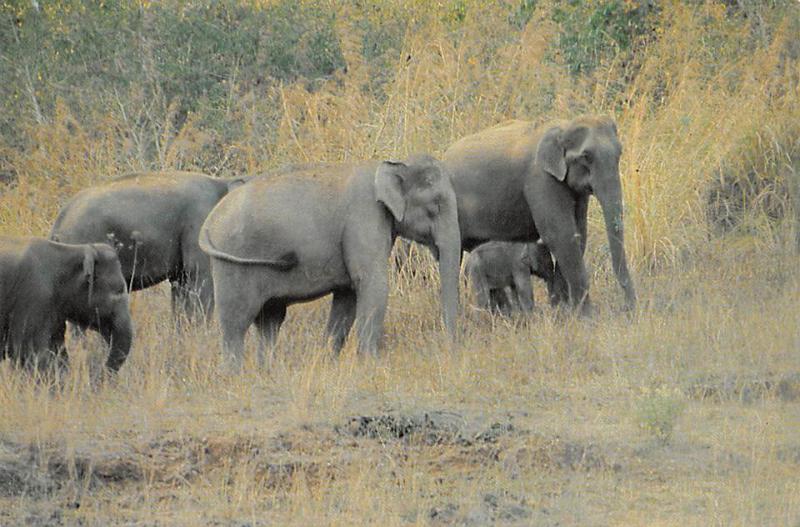 Indian Elephants - Kerala, India
