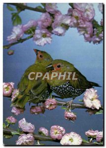 Postcard Modern Astrild spotted Green Bird