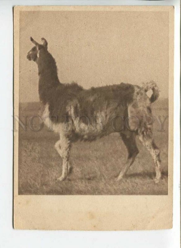 444619 USSR Zoological series Moscow zoo lama Vintage GIZ postcard