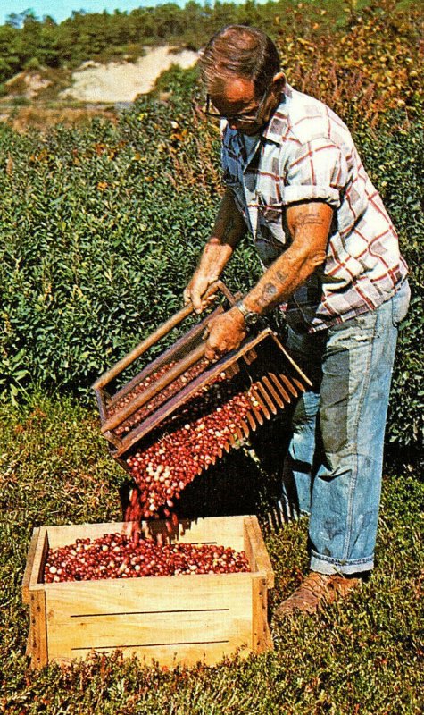 Harvesting Cranberries on Cape Cod Mass.Vintage Standard View Postcard #2 