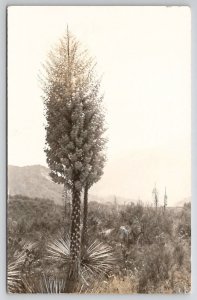 Azusa California RPPC Beautiful Flowering Cactus Tree Postcard F21