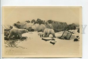 462478 International Fur Hunting EXHIBITION Leipzig 1930 POLAR BEAR PHOTO