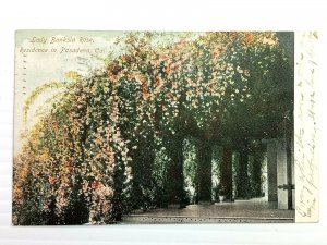 Vintage Postcard 1908 Lady Banksia Rose Residence in Pasadena CA California