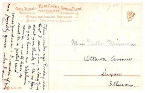 Dog , Saint  Bernard ,