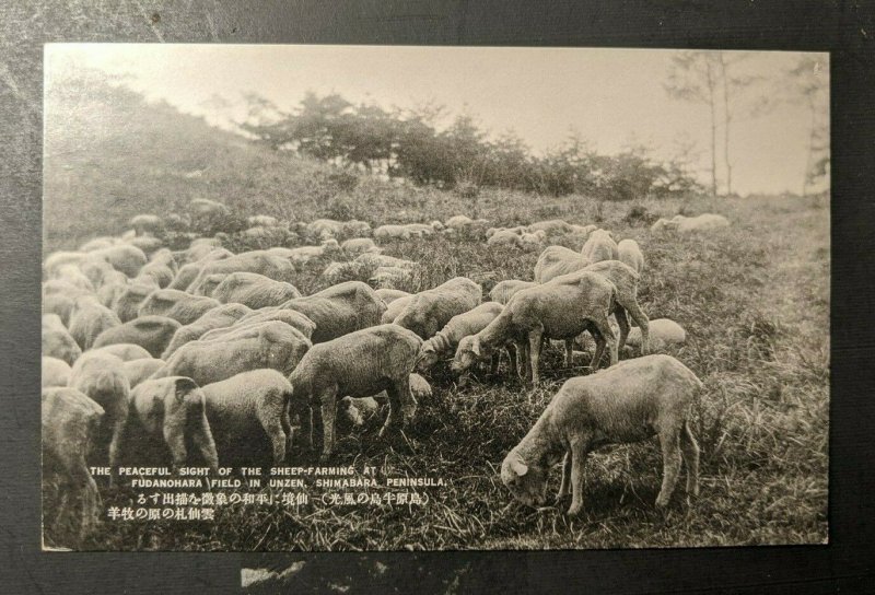 Mint Vintage Sheep Farming Unzen Shimabara Peninsula Japan RPPC Postcard