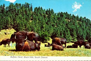 South Dakota Black Hills Buffalo Herd