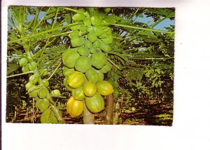 Pawpaw Tree in Flower and Fruit, Murray Views, Australia