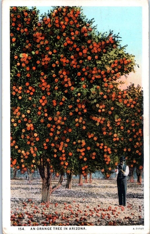 An Orange Tree in Arizona Postcard Posted 1929