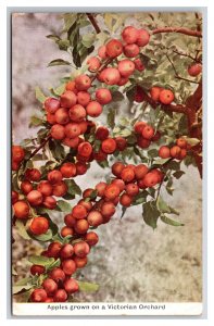 Apples Grown In Victorian Orchard Victoria  Australia UNP DB Postcard Y11