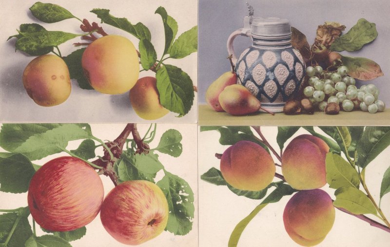 Apple Peach 4x Rare Fruit 1906 Education Committee Antique Postcard s