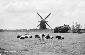 B98652 cow vache windmill mill netherlands friesland real photo  animals animaux