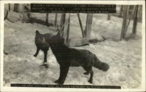 Plattsburgh NY Alaska Silver Fox Farm c1920 Real Photo Postcard #3