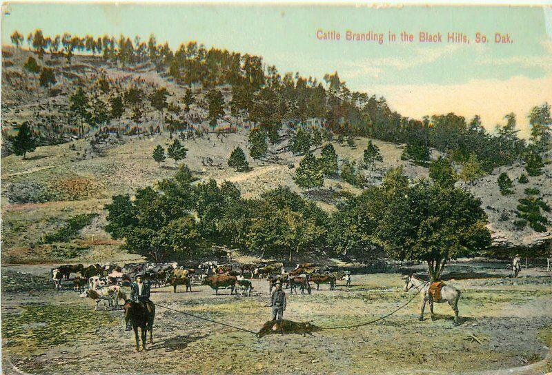 Black Hills South Dakota Cattle Branding C-1910 Postcard Omaha News 353