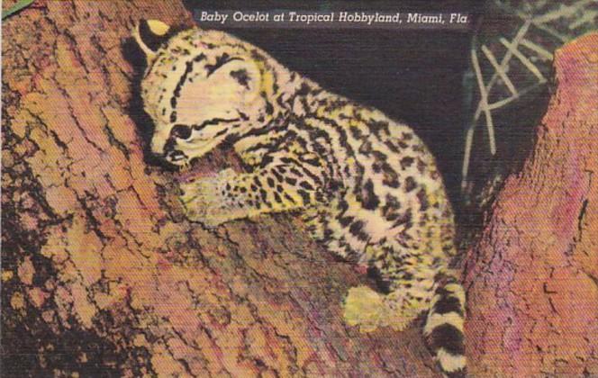 Florida Miami Baby Ocelot At Tropical Hobbyland