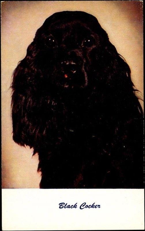 Dog Black COCKER SPANIEL (1960s)