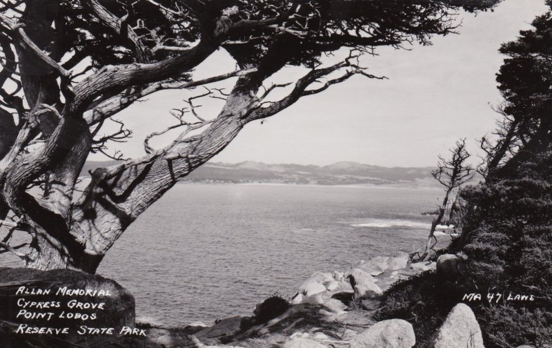 California Point Lobos Cypress Grove Real Photo