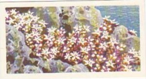 Brooke Bond Tea Trade Card Wild Flowers No 28 English Stonecrop