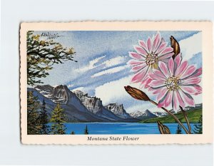 Postcard Bitterroot, Montana State Flower, Montana