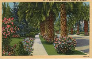 US    PC1165 PALM SHELTERED AVE IN CALIFORNIA