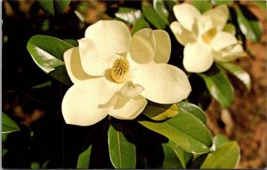 Louisiana and Mississippi State Flower The Mangolia Blossom