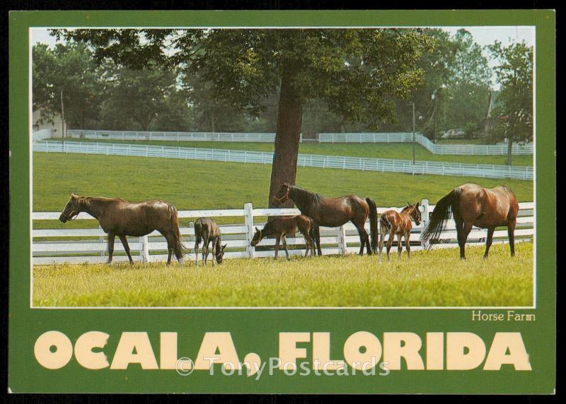Ocala - Florida Horse Country