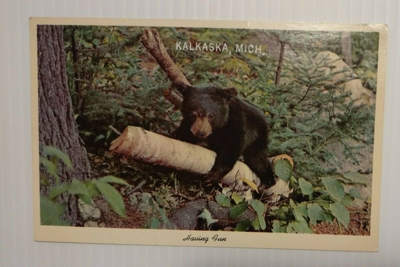 Postcard Bear Cub Having Fun Birch Tree Kalkaska Michigan Unposted Chrome 79