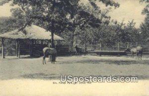 Elk, Forest Park - St. Louis, Missouri MO Postcard