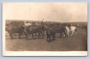 J99/ Interesting RPPC Postcard c1910 Occupational Cowboy Cows Range 150