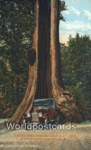 Big Tree, Stanley Park Vancouver British Columbia, Canada Unused 