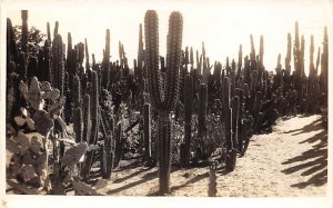 Cactus In Desert Real Photo - Loredo, Texas TX  