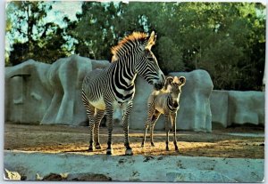 Postcard - Grevy's Zebra, San Diego Zoo - San Diego, California