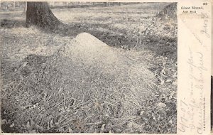 Giant Mound, Ant Hill Bug 1907 writing on front