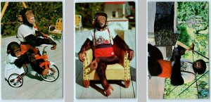 3 Postcards MIAMI, Florida FL ~ Chimpanzees MONKEY JUNGLE Tricycle & Piano 1960s