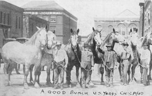 Chicago Illinois US Yards Horses Vintage Postcard AA71940
