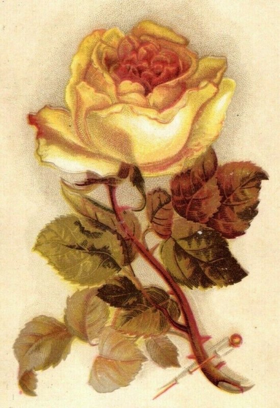 1880s Gold Eyed Needles London Needle Co. Yellow Rose Trade Card P142 