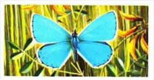 Brooke Bond Tea British Butterflies No 32 Adonis Blue