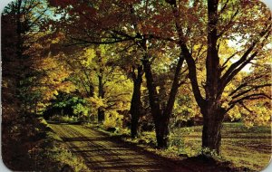 Country Road Maple Tree Autmn Scene Postcard Dexter New York NY VTG UNP Vintage 